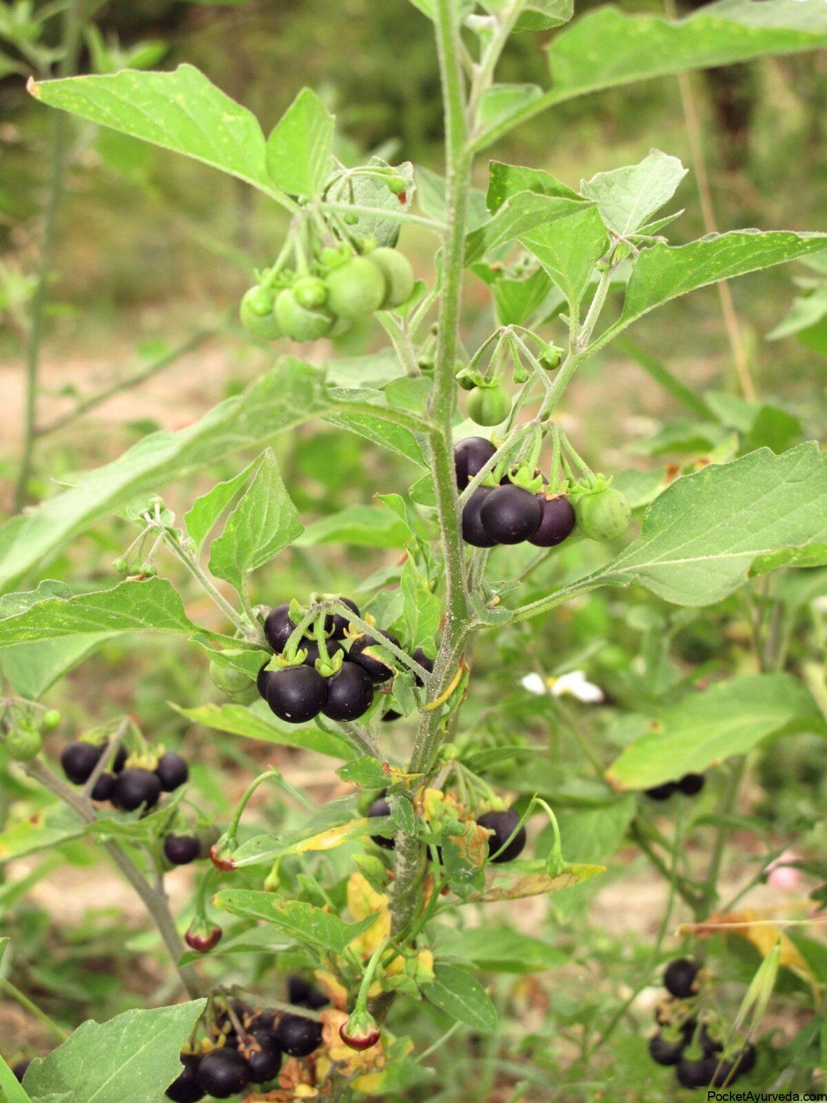 Kakmachi-Solanum the nigrum
