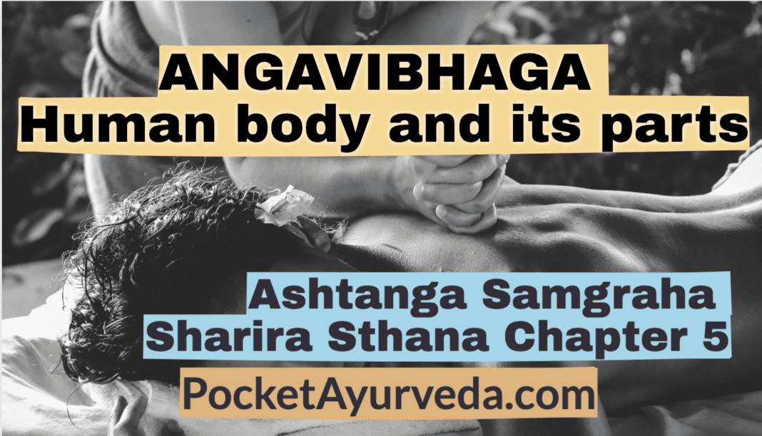 Ashtana Sangraha Sharira sthana chapter 5 called Angavibhaga shariram - human body and its divisions. अथातोऽङ्गविभाग शारीरं व्याख्यास्यामः । इति ह स्माहुरात्रेयादयो महर्षयः ॥१॥ Anga pratyanga सकलमपि शरीरमङ्गमित्युच्यते । तत्र पुनः षडङ्गं शिरोन्तराधिद्वौ बाहू सक्थिनी च। नेत्रनाभिपाणिपादादीनि त्वस्य प्रत्यङ्गानि ॥२॥ The body as a whole is known as Anga, again ithas six angas (major parts) - the head, the trunk, two arms and two legs; eyes, umbilicus, hands, feet and others are the pratyangas (minor parts). (2) Pancha bhautikam shariram महागुणमयेभ्यश्च खपवनतेजोजलभूम्याखेभ्यो महाभूतेभ्यश्चेतनाधिष्ठितेभ्योऽभिनिर्वृत्तिरङ्गस्य ॥३॥ The body is composed of (born out of) the Mahagunas (satva, rajas and tamas), the Mahabhutas known as kha (akasha), pavana (vayu), tejas (agni) jala (ap) and bhumi (prthvi) and combined also with chetana. ( 3 ) Notes : Akasha, vayu, tejas, ap and prthvi are known as panchamahabhutas - the five primordial elements, from which the entire universe is made. Satva, rajas and tamas are the three mahagunas or primary qualities, they are present in vary portions in all the things of the universe; chetana means Atma or the Soul - which is the cause of all activity (life or living). भूतानामेव च दृष्टादृष्टविविधकर्मवशादनेकरूपात्सन्निवेशविशेषादाकृतिप्रमाणस्नेहदीप्तिस्वरादीनां सारूप्यमसारूप्यं वा सूक्ष्मस्थूलतारतम्यभेदभिन्नमतिबहुप्रकारं निष्पद्यते ॥४॥ Though arising out of the bhutas (five elements) only, by the effect of different kinds of actions - seen and unseen - and combination of things of different nature, there occurs a multitude of human beings having similarity or dissimilarity of shape, size, compactness, complexion, voice, etc of the body, in different degrees of combinations - subtle and gross - in varying proportions. (4) Notes: All things of the universe are composed of the panchabhutas only combining in different proportions, so also the human body. The multitude of human features (mental and physical characteristics) are ascribed to the proportion of different bhutas, each of different nature and also to the effect of actions of the present life (seen) and of the past lives (unseen). तत्र सत्त्वबहुलमाकाशम् । रजोबहुलो वायुः । उभयबहुलोऽग्निः । सत्त्वतमोबहुलमम्बु । तमोबहुला भूः । तेषामप्रतिघातश्चलत्वमौष्ण्यं द्रवता काठिन्यमिति क्रमाल्लिङ्गानि । विशेषतश्च श्रोत्रादिष्विन्द्रियेष्ववस्थानम् । शब्दस्पर्शरूपरसगन्धैरेकैकप्रवृद्धैरन्वयः ॥५॥ Akasha (space) is preponderant with satva, Vayu with rajas, Agni ( tejas) with both these; Ambu (ap) with satva and tamas; Bhu ( prithvi) with tamas. Non-hinderance, (resistence - free), movement (motion), heat, liquidity, and hardness – are their ( bh atas) specific charectorestics respectively; their (seats) are especially the sense organs like the ears etc; sound, touch, sight, taste and smell are to be attributed to each of these respectively in the increasing order. (5) Notes: Ears, the organs of hearing are the dwelling place, especially of akasha, skin - the organ of touch is that of vayu; eyes - the organs of sight is of Tejas; tongue - the organ of taste is of ap; nose the organ of smell is of Prithvi; sound-touch-sight-taste and smell are also the features of each of the bhutas respectively, commencing with akasha. But during their combination, the features also combine together, resulting in the presence of more features (properties) than one, in the mahabhutas, such as akasha has only one property the sound, Vayu has two properties sound and touch; Tejas has three - sound, touch and sight, ap has four-sound, touch, sight and taste; prithvi has all the five-sound, touch, sight, taste and smell. तत्राकाशजानि श्रोत्रं शब्दः सर्वस्त्रोतांसि विविक्तता च । वायवीयानि स्पर्शनं स्पर्श प्रश्वासोच्छ्वासादिपरिस्पन्दनानि लाघवं च । आग्नेयानि दर्शनं रूपं पित्तमूष्मा पक्तिः सन्तापा मेधा वर्णो भास्तेजः शौर्यं च । आम्भसानि रसनं रस: स्वेदक्लेदसारसासृकशुक्रमूत्रादिद्रवसमूहः शैत्यं स्नेहश्च । पार्थिवानि घ्राणं गन्धः केशनखास्थ्यादिमूर्तसमूहो धैर्यं स्थैर्यं च ॥६॥ 1 The ears, sound, all the channels and vachant places of the body are born from akasha; the skin, touch, inspiration and expiration and such other movements and weightlessness are born from vayu, Eyes, sight, pitta, heat (body temperature ), digestion (of food), feeling of heat ( exhaustion), intellect, colour, complexion, valour and bravery are from agni (Tejas); The tongue, taste, sweat (moisture), muscle-fat. plasma (and lymph) blood, semen, urine and such other body fluids, coldness and unctuousness are from ap; The nose, smell, hairs, nails, bones and other solid substances, courage and stability are from Prithvi bhutas. ( 6 ) Matruja bhava - maternal organs तेषु मातृजानि मृदूनि त्वग्रक्तमांसमेदोमज्जनाभिहृदयामाशयगर्भाशययकृत्प्लीहाक्लोमान्त्रगुदादीनि ॥७॥ Among them (organs of the body), those which are soft such as the skin, blood, muscles, fat, marrow, umbilicus, heart, stomach, uterus, liver, spleen, kloma (pancreas), intestines, rectum and others are maternal (in origin). (7) Pitrujabhava paternal organs पितृजानि स्थिराणि केशनखास्थिशुक्रसिरास्त्राय्वादीनि ॥८॥ Those which are stable (hard) such as the hairs, nails, bones, semen, veins (arteries included) tendons and others are paternal ( in origin). ( 8 ) Atmajabhava - spiritual aspects आत्मजानि नानायोनिषूत्पत्तिर्मनश्चेतनेन्द्रियाणि प्राणापानौ धारणमाकृतिस्वरवर्णविशेषाः कामक्रोधलोभभयहर्षधर्माधर्मशीलतास्मृतिबुद्धीच्छाद्वेषप्रयत्नाहङ्कारसुखदुःखायुरात्मज्ञानानि च ॥९॥ Birth in different species of living beings, the mind, consciousnes, sense organs ( faculties), inspiration and expiration, supporting (sustaining) the body, differences in appearance, voice, and colour, lust, anger, greed, fear, happiness, indulgence in either right or wrong activities, memory, intelligence, desire, hatred, endeavour, self-assertion, happy life, unhappy life, and knowledge of the self (soul) are all born from (due to) atma (soul). (9) Satmyaja bhava - aspects born from habit सात्म्यजान्यायुरारोग्यमनालस्यलोलुपत्वमिन्द्रियप्रसादस्वरवर्णीजः सम्पत्प्रशस्तता प्रहर्षभूयस्त्वं मेधाबलं च ॥ १०॥ Life-span, health, enthusiasm, non-attachment, clarity of sense perceptions, excellence of voice, colour, ojas ( endurance, capacity etc) abundance of joy, ingenity and strength - are all born from (due to) satmya (habit/accustomisation with regard to foods and activities). (10) Rasaja bhava - aspects of food रसजानि कृत्स्त्रस्य देहस्य सम्भवो वृत्तिर्वृद्धिस्तृप्तिरलौल्यं पुष्टिरुत्साहश्च ॥११॥ Origin of all the parts of the body and their development (inside the womb), growth (after birth), contentment, ( satisfaction) non-attachment, nourishment (of tissues), and enthusiasm - are all due to rasa (essence of food). (11) Satvadiguna bhava - aspects of the three mahagunas शुद्धसत्त्वजानि शौचमास्तिकत्वं कृतज्ञता दाक्षिण्यं व्यवसाय: शौर्यं गाम्भीर्यं बुद्धिर्मेधा स्मृतिः शुक्लवर्त्मरुचिर्भक्तिरभिषङ्गाभावस्तमोगुणविपर्ययश्च ॥१२॥ Cleanliness, aesthetic sense, gratitude, obliging attitude, persuation, bravery, dignified behaviour, intellect, ingeniety, memory, following the right path, desire in good deeds, devotion, absence of attachment (to desires ) and presence of qualities opposite of tamoguna – are all born from (due to) pure Satva guna. (12) राजसानि दुरुपचारताऽनार्यं शौर्यं मात्सर्यममितभाषित्वमहङ्कारो लोलुपत्वं दम्भो मानः क्रोधो हर्षः कामश्च ॥१३॥ Treating others badly, uncivilised bravery, jealosy, talkativeness, egoism (pride), attachment to desire, selfishness, anger, joy and sexual desire - are all born from (due to) Rajo guna. (13) तामसान्यज्ञानं विषादः प्रमादो निद्रालस्यं क्षुत्तृष्णा शोको मात्सर्य विप्रतिपत्तिः परातिसन्धानं सत्त्वगुणवैपरीत्यं च ॥१४॥ Ignorance, despondency ( despair, dejection), carelessness, sleep, lazyness, hunger, thirst, grief, jealosy, hating others, hindering the activities of others and presence of qualities opposite of satvaguna are all born from (due to) Tamo guna. (14) तत्र सत्त्वं मनस्तस्योपप्लवो रजस्तमश्चेत्येवं भूतात्मकं देहमाहुः ॥१५॥ Satva is Manas (mind); rajas and tamas are its blemishes. In this way, the human body is said to be composed of Bhutas (panchamahabhutas) only. (15) Sharir avayavah - parts of the body तस्य पुनः प्रविभागः । त्वचः कला दोषा धातवो मला बुद्धीन्द्रियाणि तदधिष्ठितानि कर्मेन्द्रियाण्यतीन्द्रियमाशयाः प्राणायतनानिकण्डराजालानि कूर्चारज्जवस्सीवन्योऽस्थिसङ्घाताः सीमन्ता अस्थीन्यस्थिसन्धयः स्नायूनि पेश्यस्सिराधमन्यस्त्रोतांस्यूष्माणोमर्माणि केशश्मश्रुलोमानि प्रकृतिविकृतिभेदाश्च ॥१६॥ Further on, its subdivisions are the tvacha (skin), kala (membranes ) doshas, dhatus, malas, buddindriya (sense-organs) and their dwellings; karmendriya (motor organs); those (parts, organs) which are beyond sensory perceptions, i.e. manas (mind); asaya (hollow organs, viscera), pranayatana (organs supporting life, places where life resides), kandara (tendons), jala (networks), kurcha (brush-like tendons) rajju (binding ropes), sivani (sutures), asthi sanghata (confluence of bones), simanta (furrows, raphae) asthi (bones), asthisandhi (body joints ) , snayu (tendons and probably nerve cords also), pesi (muscles), sira (veins), dhamani (arteries), srotas, ( channels, ducts, pores and such other openings). usma (body temperature), marma (vital spots), kesa (hairs of the head), smasru (mustaches), loma (hairs of the body) and different constitutions of the body both normal and abnormal. (16) Tvak - the skin तत्रासृजः पच्यमानस्य क्षीरस्येव सन्तानिकाः षट् त्वचो भवन्ति । त्वक्प्रसादाद्रक्तस्य प्रसादः तासामुदकधरा चाद्या | द्वितीयाऽसृग्धरा । तृतीया सिध्मकिलासाधिष्ठाना । चतुर्थी सर्वकुष्ठाधिष्ठाना । पञ्चमी पुनरलजीविद्रध्यधिष्ठाना । षष्ठी तु प्राणधरा यस्यां छिन्नायां ताम्यत्यन्धमिव च तमः प्रविशति यां चाधिष्ठायारूंषि जायन्ते पर्वसु कृष्णरक्तानि स्थूलमूलानि दुश्चिकित्स्यतमानि ॥ १७ ॥ During the process of cooking (processing) of the blood, the six layers of Tvak (skin) get formed just as a layer of cream forms on milk (when cooked); purity (brightness) of the skin is purity ( brightness) of the blood. Among these (layers of the skin) the first is udakadhara; the second is asrgdhara; the third is the seat (place of origin) of sidhma (mild dermatitis) and kilasa (leucoderma); the fourth is the seat of all varieties of kustha (leprosy); the fifth is of alaji (another skin disease) and vidradhi ( abscess); the sixth is the supporter of life, its crutting produces unconsciousness, blindness as though entering into deep darkness, and is the place of development arumsi (ulcers) of blackish-red, deep-rooted, on the bony joints which are very difficult to treat. (17) अन्येस त्वचो वदन्ति । तत्र प्रथमा भासिनी नाम या वर्णानामवभासिनी खादीनाञ्च पञ्चानां छायानां सा व्रीहेरष्टादशभागप्रमाणा | द्वितीया लोहिनी नाम षोडशभागप्रमाणा | तृतीया श्वेता नाम द्वादशभागप्रमाणा। चतुर्थी ताम्रा नामाष्टभागप्रमाणा। पञ्चमी वेदिनी नाम पञ्चभागप्रमाणा | षष्ठी रोहिणी नाम व्रीहिप्रमाणा | सप्तभी मांसधरा नाम श्रीहिद्वयप्रमाणा ॥१८॥ Others (authorities) say that skin are seven (layers); the first is called bhasini which expresses the colour and the five kind of shades of the five (bhutas), and one-eighteenth of (thickness) of a grain of rice; The second is lohini, which is one-sixteenth of size (of rice); The third is sveta is of one twelvth of the size; The fourth called tamra, is of oneeighth of the size, The fifth called vedini is of one-fifth of the size; The sixth calied rohini, is of equal size of rice, The seventh called mamsadhara is of twice the size of rice. Kala-membranes यस्तु धात्वाशयान्तरेषु क्लेदोऽवतिष्ठते स यथास्वमूष्मभिर्विपक्वः स्नायुश्लेष्मजरायुच्छन्नः काष्ठ इव सारो धातुसारशेषो रसशेषोल्पत्वात् कलासंज्ञः । ता धात्वाशयान्तरमर्यादा: सप्त कलाः ॥१९॥ The moisture that remains inside the spaces in the dhatus (tissues) gets cooked (processed) by the heat present in them ( tissues), forms into structure similar to those found in the wood (tree) and became covered with snayu (tendenous sheath), slesma (kapha), and jarayu (chorionic membrane). It is called as Kala, because it is formed from very little quantity of rasa, and essence of dhatus (tissues). These are seven and found inside the dhatus. ( 19 ) Notes Scholars differ in the identification of the structure called kala. It is variously identified as coverings, sheaths, aponeurosis, lining membranes, secreting membranes and so on. Majority opinion is of recognising it as secreting membranes. तासां प्रथमा मांसधरा नाम यस्यां मांसे सिरास्त्रायुधमनीस्त्रोतसां भूमाविव पङ्कोदकेन बिसमृणालानां प्रतानानि भवन्ति ॥२०॥ Among them, the first one is by name Mamsadhara, within which are spread the sira (veins), snayu (tendons), dhamani (arteries) and srotes (channels, tubes) just as the roots, shoots and creepers of lotus plant are spread in the ground full of silt. (20) द्वितीया रक्तधरा नाम मांसस्याभ्यन्तरतस्तस्यां शोणितं विशेषतश्च सिराप्लीहयकृत्सु भवति । मांसाच्च क्षतात् क्षतजं वृक्षादिव क्षीरिणः क्षीरं प्रवर्तते ॥ २१ ॥ The second is by name Raktadhara, which is present inside the muscle, especially in the veins, spleen and liver; and contains blood. When the muscles are cut, ksataja (blood) flows out from the wound just as milky sap when trees are cut. (21) तृतीया मेदोधरा नाम । मेदो हि तस्यामुदरेऽवस्थिषु च सरक्तं भवति । तदेव च शिरसि कपालप्रतिच्छन्नं मस्तिष्काख्यं मस्तुलुङ्गाख्यं च स्थूलास्थिषु च मज्जा । चतुर्थी श्लेष्मधरा नाम । तत्स्थेन हि श्लेष्मणा श्लेषिताः सर्वसन्धयो धृढा भवन्ति सोपाङ्गा इवाक्षाः । पञ्चमी पुरीषधरा नाम । सा ह्यत्रामपक्वाशयाश्रिता कोष्ठान्तेरुण्डुकस्थं मलं विभजति ॥२२॥ The third is by name Medodhara and it holds fat (adipose tissue); fat tissue is found especially in the abdomen and in small bones is mixed with blood (appears red); the same inside the head covered by the bones of the skull is known as mastiska and mastulunga, that present in the big bones is majja (marrow). The fourth is by name slesmadhara; slesma (kapha) staying within it lubricates all the bony joints and makes them strong just as the axle hone by lubricating with oil. The fifth is by the name Purisadhara; it is located inside the abdomen connected with the amasaya (stomach) and pakvasaya (the two intestines especially the large intestines); present in the unduka (caecum), it seperates the waste materials (faecal matter from the digested food). (22) षष्ठि पित्तधरा नाम पक्कामाशयमध्यस्था । सा ह्यन्तरग्नेरधिष्ठानतयामाशयात् पक्काशयोन्मुखमन्त्रं बलेन विधार्य पित्ततेजसा शोषयति पचति पक्कं च विमुञ्चति । दोषाधिष्ठिता तु दौर्बल्यादाममेव । ततोऽसावन्नस्य ग्रहणात् पुनर्ग्रहणीसंज्ञा | बलं च तस्याः पित्तमेवाग्न्याभिधानमतः साग्निनोपस्तब्धोपबृंहितैकयोगक्षेमा शरीरं वर्तयति ॥२३॥ The sixth is named as Pittadhara and is located in between the pakvasaya (intestines) and amasaya (stomach). Being the abode of internal fire (digestive activity), it withholds by force, the movement of food material passing from the amasaya (stomach) into the pakvasaya (intestines); digest the food by the heat of pitta, absorbs it and allows the digested food to move further; under the influence of decreased activity of the doshas present therein, it allows even undigested food to move further. Hence this is also known Grahani, in view of its (function of) with holding the food. Its strength is from pitta itself, known also as agni. Thus activated by this fire (like activity) it maintains the welfare of the body. (23) सप्तमी शुक्रधरा नाम द्व्यङ्गले दक्षिणे पार्श्वे बस्तिद्वारस्याधो मूत्रमार्गमाश्रिता सकलशरीरव्यापिनी शुक्रं प्रवर्तयति ॥२४॥ The seventh is known as sukradhara, is located on the right side, two angula (fingers breadth) away from the orifice of the urinary bladder, below; is connected with the urinary passage (urethra), and eliminates the semen present everywhere in the body. (24) Indriya - sensory and motor organs तेषां दोषा धातवो मलाश्च प्रागुदिताः । पञ्च बुद्धीन्द्रियाणि श्रोत्रं स्पर्शनं दर्शनं रसनं घ्राणं च । सभागतया क्रमाद्विषयाः शब्दस्पर्शरूपरसगन्धाः । पञ्चबुद्धीन्द्रियाधिष्ठानानि कर्णौ त्वगक्षिणी जिह्वा नासिके च ॥२५॥ Doshas, Dhatus and Malas have been described earlier. Sense organs are five such as - organs of sound, of touch, of sight of taste, and of smell; their objects are sound, touch, sight, taste and smell respectively; the dwelling places of the five sense organs are the ears, skin, eyes, tongue and nostrils respectively. (25) पञ्च कर्मेन्द्रियाणि वाक्पायूपस्थपाणिपादसंज्ञकानि । तान्यपि च वचनोत्सर्गहर्षादानगमनार्थानि ॥२६॥ The organs of function (motor organs) are five - such as the organs of speech, the anus, the penis, the hands, and the feet; their functions are speech, elimination (of faeces), pleasure ( ejection of semen ), holding things and locomotion (walking etc) respectively. (26) Manas - mind अतीन्द्रियं तु मनः सर्वार्थैरन्वयात् तद्योगेन पञ्चेन्द्रियाणामर्थप्रवृत्तेः बुद्धिकर्मेन्द्रियोभयात्मकत्वाच्च ॥२७॥ Manas (mind) is imperceptible (cannot be understood by the five sense organs), it perceives by correlation of the objects with their (respective sense organs), it initiates the intellect and the motor organs to do work; thus it (manas) is jnanendriya (sense organs) and karmendriya (motor organ) combined together. ( 27 ) Asaya - viscera सप्ताशयाः क्रमादसृक्कफामपित्तपक्ववायुमूत्राधाराः। स्त्रीणां पित्तपक्वाशययोर्मध्ये गर्भाशयोऽष्टमः । तेषु सप्तसु प्रतिबद्धानि कोष्ठाङ्गानि हृदययकृत्प्लीहफुफ्फुसोण्डुकवृक्कान्त्रादीनि । तत्र समानेनाध्मायमानस्य देहोष्मणा पच्यमानस्य शोणितस्याच्छतो जायते यकृत् प्लीहा च। रक्तफेनात् फुफ्फुसम् । रक्तकिट्टादुण्डुकः । रक्तमेदः प्रसादाद् वृक्कौ । रक्तमांसप्रसादादान्त्राणि । तानि सार्धत्रिव्यामानि पुंसाम् | त्रिव्यामानि स्त्रीणाम् । रक्तस्यानिलयोगात् कालीयम् । हृदयं पुनः श्लेष्मरक्तप्रसादात् सम्भवति पद्मकोशङ्काशं सुषिरमधोमुखम् । तद्विशेषेण चेतनायाः स्थानं सर्वभावानां च चेतनानुगतानाम् । तस्य वामपार्श्वे प्लीहा फुफ्फुसश्च दक्षिणतो यकृत् क्लोम च ॥ २८ ॥ Asayas (seat, abode, recepticle) are seven those of asrk (blood) kapha, ama (undigested food), pitta, pakva (fully digested food), vayu, and mutra (urine) and in women an eighth, the garbhasaya (uterus), located in between pittasaya. Connected to the seven asayas are the Kosthangas (viscera) such as the hrudaya (heart), Yakut (liver), pliha (spleen), puppusa (lung), unduka (caecum) vrukka (kidney), antra (intestines) and others. Yakrut (liver), pliha ( spleen), are formed from the finer portion of the blood, when it is being cooked by the dehosma (body heat) strengthened by samana (vata); puppusa (lung) gets formed out of the froth of blood; the unduka (caecum) from the residue ( waste matter) of rakta (blood); the two vrkka (kidneys) from the essence of raktameda (red fat, or red bone-marrow), the antras (two intestines) from the essence of rakta (blood) and mamsa (muscles). They (intestines) are of three and a half vyama in length in men and three vyama in women. Kaliya is produced from rakta (blood) associated with anila (vata); hridaya (heart ) gets formed from the finer portion of kapha and rakta (blood), it resembles a lotus bud, is hollow and faces downwards, it is especially the seat of chetana (soul) and also of all the attributes (properties and functions) connected with it. On its (heart) left side are located pliha ( spleen) and puppusa (lung) and on the right side the yakrut (liver) and kloma (pancreas). (28) Notes: Vyama is the length of two outstretched arms. The term Kaliya to denote a portion of the liver probably, is not seen in the samhitas of Charaka and Susruta. The identification of kloma is still a controversy. तथा कफरक्तवाहिनां स्रोतसां महाभूतानां च प्रसादादिन्द्रियाणि । तेष्वपि च नेत्रे श्लेष्मणः प्रसादाच्छुक्लमण्डलं तत् पितृजम् । असृजः कृष्णमण्डलं तन्मातृजम् । मध्ये दृष्टिमण्डलं तदुभयात्मकम् ॥२९॥ Indriyas (sense organs) are formed from (the essence of materials present in ) srotas (channels) which transport kapha and rakta and the mahabhutas. Among them ( sense organs) the suklamandala (white portion of the eye) is formed from the essence of slesma (kapha) and is paternal in origin, while the krishna mandala (black portion-cornea) is from asrk (blood) and is maternal in origin; the middle portion-the dristimandala ( pupil), is derived from both (paternal and maternal). ( 29 ) पक्ष्मवर्त्मशुक्लकृष्णदृष्ट्याख्यानि पञ्च मण्डलानि । तत्सन्धयश्चत्वारः । द्वौ चापाङ्गकनीनयोः इति ते षट् । षट् च पटलानि । द्वे वर्त्मनी बाह्यं चाश्रितमग्न्याम्भसी । द्वितीयं मांसं तृतीयं मेदश्चतुर्थमस्थि । तेषां बहलता दृष्टेः पञ्चमांशेन ॥ ३० ॥ The five mandala (region, territory) of the eyes are that of paksma (eye lashes ) vartma (lids) sukla (white / sclera) krsna (black / cornea ) and drsti (sight / pupil); their sandhi (joints) are four and two more, the apannga ( outer canthus) and kaninaka (inner canthus) thus they are six; patalas (membranes, coverings) are six; the two eyelids, which are external are seats of agni (fire) and ambha (water). The second is of muscle, the third is of fat, the fourth of bone; their ( of the patala), thickness is one-fifth of the (width of the) drsti (mandala - pupil). नेत्राश्रितं तु तेजो बाह्यतेजसा स्वयोनिना योगाच्छस्त्रमिवाश्मना कर्मण्यं भवति । अतियोगादुपहन्यते । तच्च वैद्युतवद् बडवामुखवच्चाम्भोमध्यगमपि वीर्योत्कर्षात्तेजस्त्वं न जहाति । The tejas (light) present in the eyes combining with the light of its own nature present outside, becomes capable of functioning just as a sharp weapon coming in contact with stone (sharpner), By excess contact it gets destoyed. Though present in the midst of water, it does not loose its firy nature just like vidyut (light ning) and badava (fire present in ocean). (30) Bandhana - binders बन्धनगुणास्तु चत्वार: सिराकण्डरामेदःकफात्मकाः । श्लेष्मा तु परं सर्वसन्धिबन्धनमित्युक्तं प्राक् । मांसासृक्कफप्रसादात्तु जिह्वा जायते । मांसासृक्कफमेदः प्रसादाद् वृषणाविति ॥ ३१ ॥ The four (materials), having the property of binding things together are sira (veins), kandara (tendons), medas (fat), and kapha. Slesma (kapha) has been described earlier as that which binds all the joints. The tongue is formed from the essence of mamsa (mucles) asrk (blood), and kapha the vrushana (testes) are formed by the essence of mamsa, asrk and medas. (31) Dasha pranayatana -ten seats of life दश प्राणायतनानि मूर्धा जिह्वाबन्धनं कण्ठो हृदयं नाभिर्बस्तिर्गुदः शुक्रमोजो रक्तं च । तेषामाद्यानि सप्त पुनर्महामर्मसंज्ञानि ॥३२॥ The following ten are the pranayatanas (places or things where life resides, supporteers of life) the head, jihvabandhana (attachment of the tongue), throat, heart, umbilicus, urinary bladder, anus, semen, ojas ( essence of dhatus), and blood; of these, the first seven are again known as mahamarma (chief vital spots). (32) षोडश कण्डराः । तासां द्वे द्वे करचरणेषु । चतस्रः पृथग्ग्रीवापृष्ठयोः ॥३३॥ Kandara (big tendons) are sixteen; of these two are in the two arms and two legs, and four each in the neck and back seperately. ( 33 ) षोडश जालानि तेषां मांससिरास्त्राय्वस्थिजानि चत्वार्येकैकत्र गुल्फे मणिबन्धे च परस्परगवाक्षितानि तानि स्थितानि ॥३४॥ Jalas (network, confluence, group ) are sixteen; they are comprised of muscle, veins, tendons and bones; four of them (one of each kind) are present at the two wrists and two ankles, intertwined (together) and forming little windows (openirgs, spaces in between). (34) षट् कूर्चा हस्तपादग्रीवामेद्वेषु ॥३५॥ Kurcha (brush-like structures of tendons) are six; one each in the hands, feet, neck and penis. (35) चतस्रो मांसरज्जव: पृष्ठवंशमुभयतः पेशीनिबन्धनार्थं तासां द्वे बाह्ये । द्वे चाभ्यन्तरस्थिते ॥३६॥ Mamsa rajju (ropes of muscles) are four; situated on either side of the vertebral column, meant for binding the muscles; two of these are outside and two are inside. (36) सप्त सीवन्यः । ताः पञ्च शिरसि जिह्वमेहनयोरेकैका । परिहार्याश्च शस्त्रेण ||३७ || Sivani ( sutures) are seven; five of these located in the head (skull); and one each in the tongue and the penis; these should be spared from sharp instruments (should not be injured). (37) गुल्फजानुवड्ङ्क्षणमणिबन्धकूर्परकक्ष्यासु त्रिकशिरसोश्च ॥३८॥ चतुर्दशास्थिसङ्घाताः। तेषामेकैको Asthisanghata (confluence of bones) are fourteen one each in the heels, knees, groins (pelvis), wrists, elbows, axillae, trika ( root of the neck and shoulders) and head. (38) तद्वत् सीमन्ताः । ते तु पञ्च शिरसीत्यष्टादश ॥३९॥ Similarly, the Simanta (line of seperation, borderline), one each located at the places of sanghata and five in the head, making eighteen in total., (39) Asthi-bones त्रीणि षष्ट्यधिकान्यस्थिशतानि । तेषां च चत्वारिंशच्छतं शाखासु । सविंशं शतमन्तराधौ । शतमूर्ध्वमिति । तत्रैकैकस्मिन् सक्श्नि पञ्च पादनखाः प्रत्येकमङ्गल्यां त्रीण्यस्थीनि तानि पञ्चदश । पञ्चपादशलाकाः । तत्प्रतिबन्धकमेकम् । द्वे द्वे कूर्चगुल्फजङ्घास्वेकैकं पाणिजानूरुषु । सर्वाणि च नखास्थ्यादीनि सक्थिवद् बाह्रोश्च ॥४०॥ - Asthi (bones) are three hundred and sixty in number; out of these one hundred and forty are in the extremities, one hundred and twenty in the trunk, and one hundred in the head. In each leg, there are five padanakha ( nails of toes), three bones in each toe making up fifteen, five padasalaka, one in the gulpha (ankle) and jangha (calves), one each in parsni (heel), janu (knee), and uru (thigh); similarly so are the nails and bones in the arms. (40) चतुर्विंशतिः परशुकाः । तावन्त्येव स्थालकान्यर्बुदानि च । त्रिंशत् पृष्ठे । अष्टावुरसि । एकैकं भगे त्रिके । नितम्बयोश्च द्वे । तद्वदक्षकांसांसफलकेषु ॥४१॥ Parsukas (ribs) are twenty four, so also the sthalaka and arbuda; thirty (bones) are in the back, eight in the chest, one on each side of the trika (base of shoulders), two in the nitamba (buttocks); similarly, in aksa ( collor), amsa ( shoulders) and amsaphalaka (scapula). ( 41 ) तथा गण्डकर्णशङ्खेषु जत्रुतालुनोश्च । त्रयोदश ग्रीवायाम् । चत्वारि कण्ठनाड्याम् । द्वे हनुबन्धने । द्वात्रिंशद्दन्ताः । तद्वदुलूखलानि च । त्रीणि नासायां । षट् शिरसि ॥४२॥ Likewise, two in ganda (cheek), karna (ear), sankha (temple), jatru ( shoulders) and talu (palate); thirteen in the griva (neck) four in kanthanadi (trachea), two in hanubandha (lower jaw), thirty two danta (teeth) the same number of danta ulukhalas (teeth sockets); three in the nose and six in the head (skull). (42) Notes : The ancient method of counting the bones is improper and very much different from the modern method. Different parts of a bone, cartillages, teeth and their sockets, and nails have all been counted as seperate bones and presence of some bone is assumed. Hence the difference in number between the ancient method (360) and modern method (206). Asthi prakara - kinds of bones तानि जानुनितम्बांसगण्डतालुशङ्खवङ्क्षणमध्यशिरस्सु कपालसंज्ञानि। दशनास्तु रुचकाः। घ्राणकर्णग्रीवाक्षिकोशेषु तरुणानि | पाणिपादपार्श्वपृष्ठेषु वलयानि। शेषाणि नलकानीति नामानुगताकृतीनि पञ्चविधान्यस्थीनि । तेषु हि सिराभिः स्नायुभिश्च निबद्धानि मांसानि ॥४३॥ Of these (bones), those present in janu (knee) nitamba (buttocks), amsa (shoulders), ganda (cheek), talu (palate), sankha (temples), vanksana ( groins), and madhyasiras (centre of the head), are known as Kapala (flat bones); The teeth are known as Rucaka; Those in the ghrana (nose), karna (ears), griva (neck), and aksikosa (eye socket), are Taruna (tender bones or cartillage); Those in pani (hands), pada (feet), parsva (flanks), and prstha (back) are Valaya (curved); The remaining are Nalaka (tubular). Thus the bones are of five kinds, their names indicating their features. All the sira ( veins), snayu (tendons) and mamsa (muscle ) are attached to them (bones) only. (43) Asthi sandhi - bony joints । दशोत्तरं शतद्वयमस्थिसन्धीनाम् । तेषामष्टषष्टिः शाखासु । एकोनषष्टिरन्तराधौ । त्र्यशीतिरूर्ध्वम् । तत्रैकैकस्मिन् सक्नि पादाङ्गुलौ प्रत्येकं त्रयः । द्वावङ्गुष्ठे । ते चतुर्दश । एकैको गुल्फजानुवङ्क्षणेषु ॥४४॥ Asthisandhi (joints of bones) are two hundred and ten; of them sixtyeight are in the extremities, fifty-nine in the trunk, and eighty-three at the top (head). In each leg, there are - three in each toe and two in the big toe, thus fourteen; one each at the ankle, knee and groin (thus seventeen in each limb). (44) त्रयः कटीकपालेषु । चतुर्विंशतिः पृष्ठवंशे । तद्वत् पार्श्वयोः । अष्टावुरसि ॥४५॥ Three in the flat bones of the pelvis, twentyfour in the vertebral column, so also in the flanks (ribs) and eight in the chest (thus fiftynine in the trunk). (45) अष्टौ ग्रीवायाम् । त्रयः कण्ठनाड्याम् । अष्टादश कण्ठनाडीनिबद्धा हृदययकृत्क्लोमनाडीषु । द्वात्रिंशद्दन्तमूलेषु । एकैकः काकलनासामूर्द्धसु । द्वौ द्वौ गण्डकर्णशङ्खवर्त्मनेत्रहनुसन्धिषु । द्वावुपरिष्टात् भ्रुवोः । पञ्च शिरः कपालेषु ॥४६॥ Eight in the neck, three in the trachea, eighteen in the tubes attached to the trachea, heart, liver and kloma (pancreas); thirtytwo at the root of teeth, one each in kakala (cricoid), nose and head; two each in the cheeks, ears, temples, eyelids, eyes and lower jaw; two above the eyebrows, and five in the flat bones of the head (skull ) - (thus eighty three in the head). (46) Notes: The counting of joints also has many anomalies, as well as differences from the modern method. The joints of soft tissues have also been included in the list, some of them are even imaginary. Sandhi prakarah - kinds of joints तेऽङ्गुलिगुल्फजानुमणिबन्धकूपरेषु कोरसंज्ञाः । कक्षावङ्क्षणदन्तमूलेषूलूखलसंज्ञाः । अंसपीठगुदभगनितम्बेषु सामुद्द्राः । ग्रीवापृष्ठवंशयोः प्रतराः । शिरः कटीकपालेषु तुन्न - सेवनीसंज्ञाः । हनूभयतो वायसतुण्डाः । कण्ठनेत्रहृदययकृत्प्लीहक्लोमनाडीषु मण्डलसंज्ञाः । श्रोत्रशृङ्गाटकेषु शङ्खावर्ताः । इत्यस्थिसन्धयोऽष्टविधाः ॥४७॥ Those (joints) present in the fingers, ankles, knees, wrists, and elbows are known as Kora (sandhi) (hinge joints); those in the axillae, groins, and roots of teeth are known as Ulukhala sandhi - (ball and socket joints) those in shoulders, rectum, pelvis, and buttocks are known as Samudga sandhi (coverings joints), those in the flat bones of the head and pelvis are called Tunnasevani (serrated joints), those on the two sides of the lower jaw is called Vayasa tunda (crows beak shaped joint) those in the tubes of the throat, eyes, heart, liver, spleen, kloma are known as Mandala (circular); that in the ears (inside) and srngataka (temple) are known as Sankhavarta (spiral shaped as found inside the conch shell); in this manner bony joints are of eight kinds. (47) स्नायुपेशीसिराश्रितैस्तु सहस्त्रद्वयं न पुनः शस्त्रप्रणिधाने तेषु वाच्यमस्तीति पृथङ् नोच्यते ॥४८॥ Those (joints) present in the tendons, muscles and veins are two thousand; they are nor being described here as they have to be described later in the context of 'application of sharp fastruments' (surgical operation) on them. (48) Snayu-tendon । नव स्नायुशतानि । तेषां षट् शतानि शाखासु । त्रिंशच्छतद्वयमन्तराधौ । ऊर्ध्वं सप्ततिः । तत्रैकैकस्मिन् सक्नि पादाङ्गुल्यां प्रत्येकं षट् षट् । तानि त्रिंशत् । दश दश पादतलकूर्चगुल्फेषु । त्रिंशज्जङ्घायाम् । दश जानुनि । चत्वारिंशदूरौ । दश वक्षणे ॥४९॥ Snavu (tendons) are nine hundred; of them six hundred are in the extremities, two hundred ana thirty are in the trunk, and seventy in the top (head); further, in each leg, six in each of the toes seperately thus they are thirty, ten each in the foot, the sole, ankle and kurcha (solar arch), thirty in the calves, ten in the knee, twentyfour in the thigh and ten in the groin (thus one hundred and fifty in each extremity). (49) चत्वारिंशत् कट्याम् | विंशतिर्मुष्कमेद्रबस्त्यन्त्रेषु । अशीतिः पृष्ठे । षष्टिः पार्श्वयोः । अष्टादशोरसि । चत्वार्यक्षकयोः | अष्टावंसयोः ॥५०॥ Forty in the waist. twenty in the scrotum, penis, urinary bladder, and intestines; eighty in the back, sixty in the flanks, eighteen in the chest, four in the collers and eight in the shoulders (thus two hundred and thirty in the trunk). (50) द्वे द्वे मन्यावटुनेत्रौष्ठतालुषु । त्रिंशद् ग्रीवायाम् । त्रीणि जत्रुणि । चत्वारि हन्वोः । पञ्च जिह्वायाम्। द्वादशोत्तराधरेषु दन्तमांसेषु । षण्मूर्धनि ॥५१॥ Two each in the sides of the neck, cricoid, eyes, lips and palate; thirty in the neck; three in the nape of the neck; four in the lower jaw, five in the tongue, twelve in the upper and lower gums and six in the head (thus seventy in the head). (51) तत्र शाखासु सन्धिषु च प्रतानवन्ति । महास्त्रावानि तु वृत्तानि तानि कण्डरासंज्ञानि । तु बस्त्यामपक्वाशयान्त्रेषु सुषिराणि । पार्श्वपृष्ठोरश्शिरस्सु पृथूनि ॥५२॥ Those (snayus) present in the extremities and joints are Pratanavanti (flat and thin), big snayus which are round are known as Kandara (tendon); those present in the urinary bladder, stomach, large and small intestines are susira (hollow, sphincters); those present in the flanks, back, chest and head are prthu (thick). (52) स्नावबन्धनैर्हि सन्धिषु सुबद्धा तनुनरिव सम्यगीहते । तस्मादस्थिसिरादिभ्योऽपि तानि यत्नतो रक्षेत् । यश्च स्नावानि बाह्यान्यभ्यन्तराणि च सम्यग् जानाति स गूढमपि शल्यमाहर्तुं समर्थो भवति ॥५३॥ Just as a boat fastened with ropes is durable, so also the joints fastened by the snayu (tendons); hence they should be protected (from injury) more than the bones, veins and others; he who knows clearly all the tendons present both outside and inside will be able to extract any foreign body however deep it is. (53) Mamsapesi - muscles पञ्च पेशीशतानि । तासां चत्वारि शतानि शाखासु । षष्टिरन्तराधौ । चत्वारिंशदूर्ध्वम् । तत्रैकैकस्मिन् सक्श्नि पादाङ्गुल्यां प्रत्येकं तित्रः । ताः पञ्चदश । दश दश प्रपदे पादतले गुल्फे च । तथा पादस्योपरि कूर्चे सन्निविष्टाः । विंशतिर्जङ्घायाम् । पञ्च जानुनि । विंशतिरूरौ ॥५४॥ Pesi (muscles) are five hundred; of them, four hundred are in the extremities, sixty in the trunk and forty at the top (head). In each leg, there are three in each toe, thus fifteen; ten each in forefoot, soles and ankles, so also in the kurhca (brush like structure) at the upper portion of the foot; twenty in the calves, five in the knees and twenty in the thigh (thus one hundred in each extremity ). (54) एकैका मेढ्रसेवन्योः । द्वे वृषणयोः । दश स्फिजोः । तिस्रो गुदे तास्तु वलीसंज्ञाः । द्वे बस्तिशिरसि । चतस्त्र: उदरे । नाभ्यामेका । हृद्यामाशये च । षट् यकृत्प्लीहोण्डुकेषु । पृष्ठे पञ्चोर्ध्वसन्निविष्टाः । दश दीर्घाः पार्श्वयोः । दश वक्षसि । तिस्त्रोंऽसाक्षकोपरितः ॥५५॥ One each in the penis and scrotal raphae, two in the testes, ten in the buttocks, three in the anus known as vali (folds), two at the head of the urinary bladder, four in the abdomen, one each in the umbilicus, heart and stomach, six in liver, spleen and unduka (caecum), five in the upper part of the back, ten long ones at the flanks, ten in the chest, three around the collar (clavicles) (thus sixty in the trunk). (55) दश ग्रीवायाम् । अष्टौ गण्डयोः । अष्टौ हन्वोः । एकैका गलकाकलजिह्वामूर्धसु । द्वे द्वे तालुललाटयोः । नासौष्ठकर्णेषु च ॥५६॥ Ten in the neck, eight in the cheeks, eight in the lower jaw, one each in the throat, cricoid, tongue, and head, two each in palate, forehead, nose, lips and ears (thus forty in the head). (56) स्त्रीणां तु विंशतिरधिका । तत्र दश स्तनयोः । तासां यौवने परिवृद्धिर्भवति । दश योनौ । तासामभ्यन्तराश्रिते छ्रे । मुखाश्रिते वृत्ते द्वे । तिस्त्रो गर्भमार्गाश्रयाः यस्यां गर्भस्तिष्ठति । योनिस्तु शङ्खनाभ्याकृतिस्त्र्यावर्ता | तस्यास्तृतीय आवर्ते पित्तपक्वाशयान्तरे गर्भशय्या | तस्यां शुक्रार्तवप्रवेशिन्यस्तिस्त्रः पेश्यः ॥५७॥ Twenty more in women, ten are in the breasts and their development occurs after puberty; ten in the vagina, out of them two are located inside, two round ones at its mouth and three in the passage of the uterus in which the foetus rests. Vagina resembles the interior of the conch shell, with three spirals; in the third spiral lies the foetal bed (fundus of the uterus) in between pittasava (liver) and pakvasaya (colon), in it are found three muscles which facilitate entry of (passage for) semen and menstrual flow. (57) ताभिर्हि शरीरे तनुबहलस्थूलाणुपृथुवृत्तह्रस्वदीर्घस्थिरमृदुश्लक्ष्णकर्कशाभिः सन्ध्यस्थिसिरास्त्रावानि प्रच्छादितानि ॥५८ ॥ In the body they ( muscles) are either thick or thin, big or small, large or round, short or long, hard or soft, smooth or rough; the joints bones, veins, and tendons are covered by them. (58) Siradhamani mukhani - openings of veins and arteries सिराधमनीमुखानां त्वणुशो विभज्यमानानामेकोनत्रिंशच्छतसहस्राणि नव च शतानि षट्पञ्चाशानि भवन्ति । ताभिरिदं शरीरं गवाक्षितं पिनद्धमाततं च ॥ ५९॥ The openings of the veins and arteries which go one dividing themselves into smaller parts become 2,99,650 in number; these make the body appear like a network bound by ropes from all sides and spread out wide. ( 59 ) तावन्ति च केशश्मश्रुलोमानि । तासां हि मुखानि तत्प्रतिबद्धान्यतस्तानि ताभिराप्याय्यन्ते । तैश्च ताः स्वेदमभिवहन्ति । तथाभ्यङ्गलेपादिवीर्यं त्वचि विपक्वमन्तर्नयन्ति स्पर्शं च गृह्णन्ति ॥६० ॥ Hairs of the head, mustaches (and beard) and hairs on the body are also of the same number; their openings are attached to them (found at their roots) and are nourished from the openings of others ( veins and arteries); through these openings (of hairs) they transport the sweat (outside) and take in the potency (effect) of those (drugs etc) applied over the skin in the form of oil massage, application of paste etc, after they are cooked in the skin; they also convey the sensation of touch. (60) Srotas channels. स्त्रोतांसि पुनरसंख्येयान्येव । तथापि तु सिरादीनि यथास्थूलं यथोपयोगं चान्यत्रोपदेक्ष्यन्ते । इत्येवं परिसंख्याताः शरीरे मूर्तिमन्तः स्थिरा भावाः ॥६१ ॥ Srotas (cell pores, channels, tubes, ducts etc) are innumerable. Still, such of them which are big and so useful (practically) will be described elsewhere (next chapter). Thus were described such of the parts of the body which can be counted, which have a physical form and which are stable. (61) Dravadhatu - body fluids द्रवास्तु यत्तदतियोगेन च्यवमानं पुरीषमनुबधाति । तथा मूत्रं रुधिरमन्यांश्चशरीरे धातून् । यच्च सर्वशरीरगतं बाह्या त्वग्बिभर्ति | यच्च त्वगन्तरे व्रणगतं लसीकाशब्दवाच्यम् । यच्चोष्मानुबद्धं रोमकूपेभ्योऽभिनिष्पतत्स्वेदवाच्यम् । तदुदकम् ॥६२ ॥ Next, the fluids ( will be described ) such as; that which is eliminated in large quantities along with faeces, that which is associated with urine, blood and other dhatus (tissues) of the body, that which is found all over the body supported by the skin and that which is present inside the skin and in the ulcers is known as Lasika, that which is associated with body heat and expelled out through the pores of the skin known as Sveda (sweat) - all these are water (body fluids). (62). श्लेष्मणः पित्तस्य तस्याद्यस्य चाहारसारस्य रसाख्यस्य रक्तस्य शकृतः मूत्रस्य वसाया: मेदसो मज्ञश्च स्वेन स्वेनाञ्जलिप्रमाणेन यथापूर्वमेकादिसंख्याप्रवृद्धिः । अर्द्धाञ्जलिः शुक्रस्य । तावदेव मस्तिष्कमोजश्च । स्त्रीणां रजसोऽञ्जलयश्चत्वारः । स्तन्यस्य द्वौ । उभयमपि चैतद्रसप्रसादात्मकमिति ॥ ६३ ॥ The quantity of the essence of food known as Rasa, that of the rakta (blood), of the faeces, of slesma (kapha), pitta, mutra (urine), vasa (muscle fat) medas (fat), and majja (bone marrow) are measured in terms of ones own anjali, and are of increasing quantity by one anjali each in their preceding order; that of sukra (semen) is half anjali, same is the measures of mastiska (brain matter) and ojas (essence of dhatus); rajas (menstrual blood) in women is of four anjali, that of breast milk is two, both these are (formed from ) the essence of Rasa. (63) Notes: Anjali is the quantity of liquid held in the hollow when both the palms are held together, and is about 192 ml; Mention of ones own anjali is indicative of slight variation in the quantity of these fluids from one person to the other. So these quantities are not very accurate. समधातोः परिमाणमिदम् । अतो वृद्धिक्षयौ यथास्वं लक्षणैर्विभावयेदपरां आपरिसंख्यातान्मूर्तामूर्तान् भावान् । तद्यथा । मांसकर्णादिमलान् वायुबुद्धिस्मृत्यादींश्च ॥ ३४॥ The above are the quantities when these ( materials) are in their normalcy (during health), their increase and decrease are to be gauged from the (manifestation of) abnormal symptoms (their number and severity). So also the quantity of even those which can be counted, which have a material form and which have no form, as for instance, the waste materials of muscles, ear-wax etc, and vayu (vata), intellegence, memory, etc (are to be gauged by the abnormal symptoms they produce). (64) धन्वन्तरीयाः पुनः पठन्ति । विलक्षणानि हि शरीराणि नित्यमेव च चला दोषधातुमलाः । तस्मादुदकादीनामपि समत्वं मांसादिवत् परिमाणतो निर्देष्टुमशक्यम् | केवलं स्वास्थ्यमात्रेणानुमानतो लक्षयेदिति ॥६५॥ Those belonging to the Dhanvantari school (surgical tradition) further say, bodies of human beings are of peculiar nature, the doshas, dhatus, malas are constantly changing, so it is not possible to correctly indicate the quantities of the fluids just like the (indicating the exact) number of muscles etc; their (normal) quantity should only to be presumed by inference from good health (of the person). (65) Dhatuparamanu - tissue cells सर्व एव त्ववयवाः परमाणुभेदेनाति सौक्ष्म्यादसंख्येयतां यान्ति । तेषां संयोगविभागे परमाणूनां कर्मप्रेरितो वायुः कारणम् ॥६६॥ All the organs are made up of paramanus (cells) which are very small and innumerable, the union (combination) and division ( into parts) of the paramanus is brought about by vayu (vata), influenced by (activated by) actions (of the past and present lives). (66) तदेतदङ्गमभेदेन भेदतश्च गृह्यमाणं बन्धाय मोक्षाय च भवतीति ॥६७ ॥ Thus the body appearing as a whole or divided into parts, becomes the cause of both attachment (to the cycle of births and deaths) and liberation. (67) भवति चात्र इति सर्वावयवशो यो जानाति कलेवरम् । अहितेषु स मोहेन न कदाचित् प्रवर्तते ॥ ६८ ॥ And further, He, who understands the body in all its parts, will never indulge in unsuitable (unhealthy) activities even by delusion. (68) ॥ इति पञ्चमोऽध्यायः ॥ Thus ends the Ashtanga Sangraha Sharira sthana Fifth chapter.