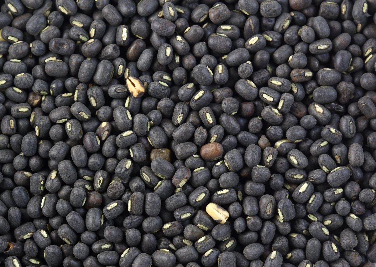 Rajamasha - big black gram - Urad Dal