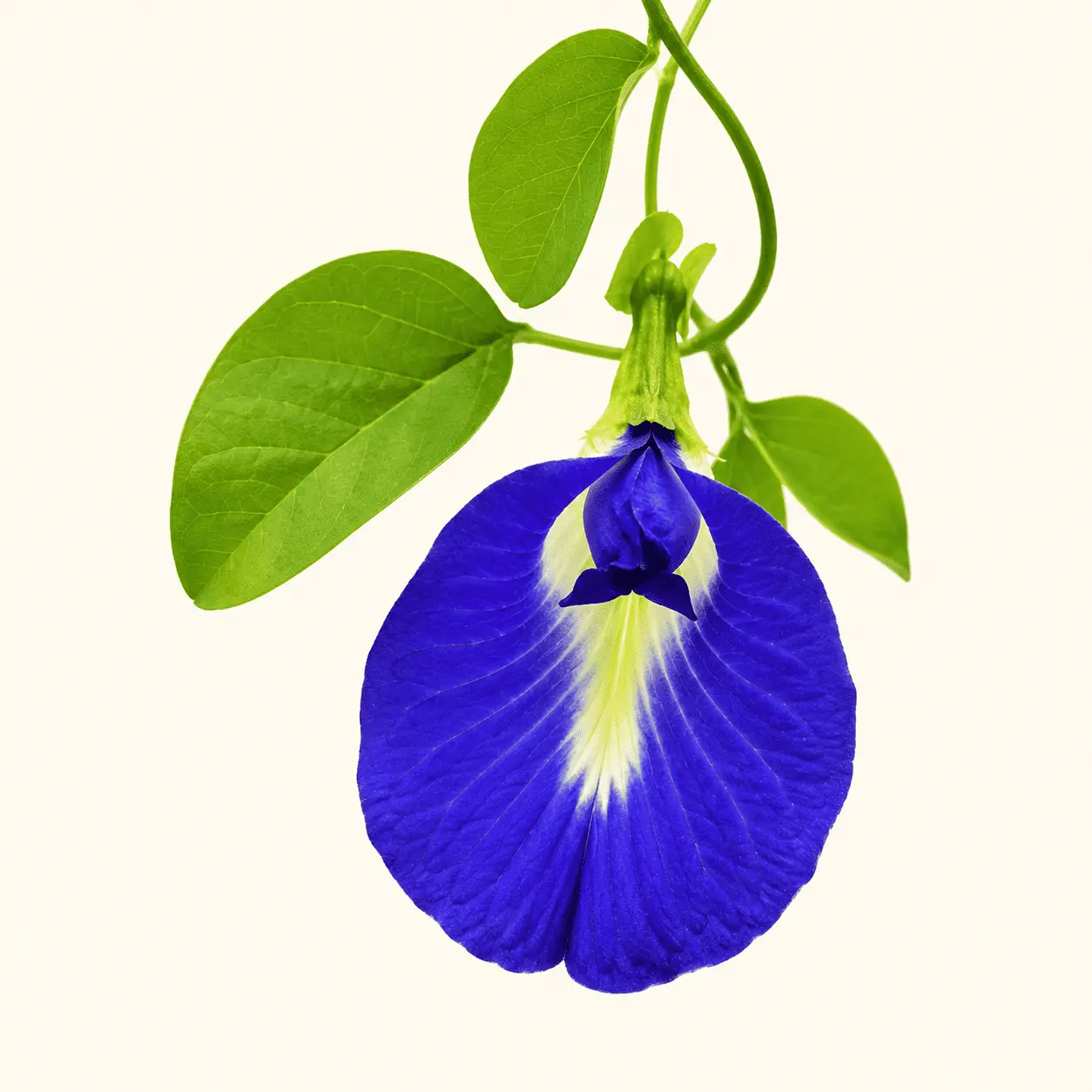 Aparajita