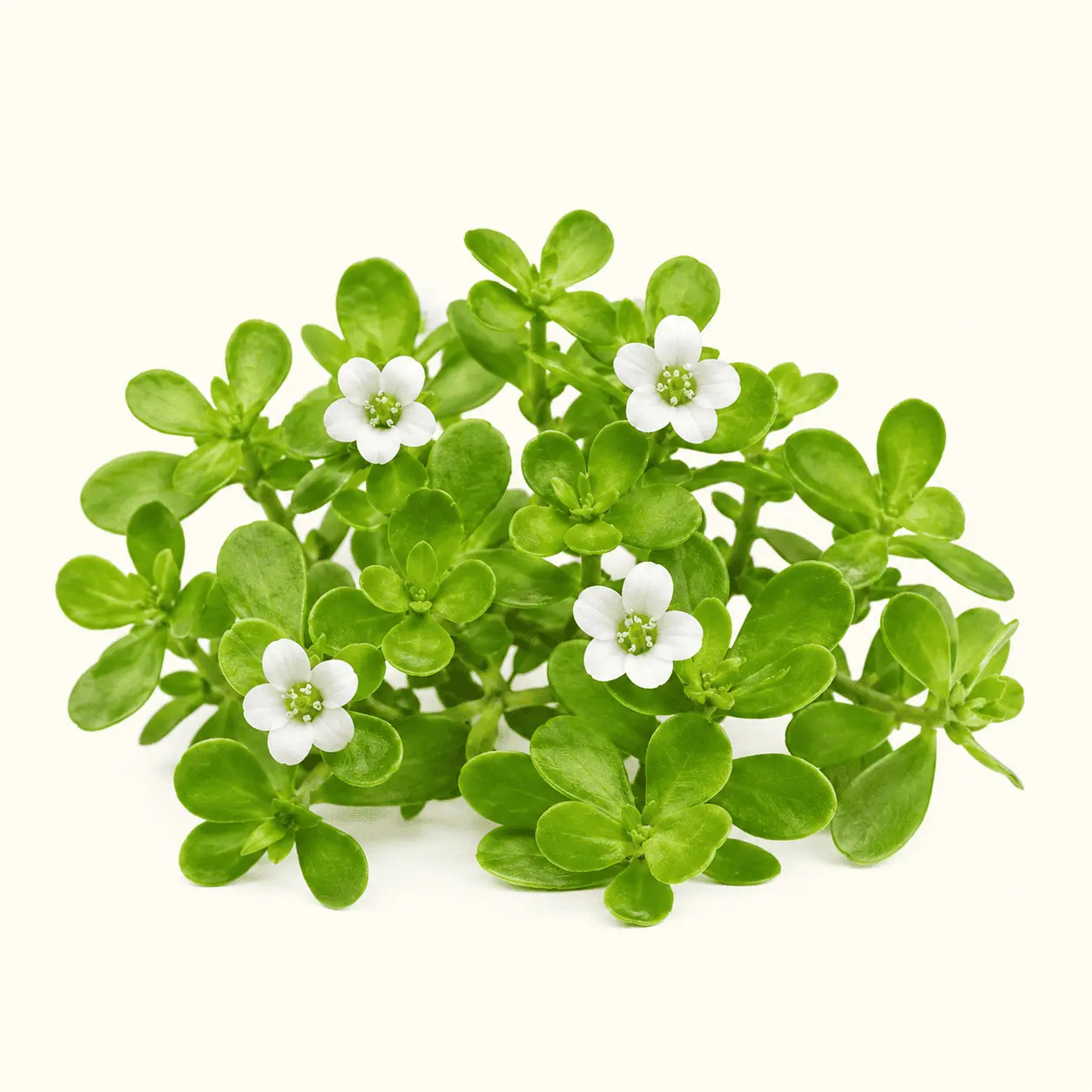 Brahmi