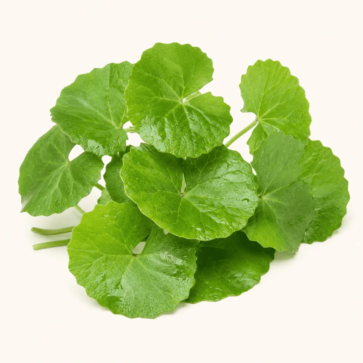 Mandookparni